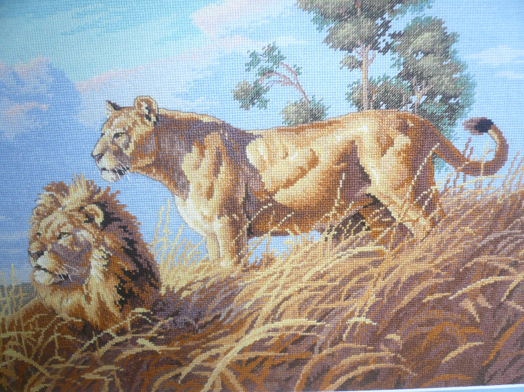 Африканские львы(вышивка) от Olenka79