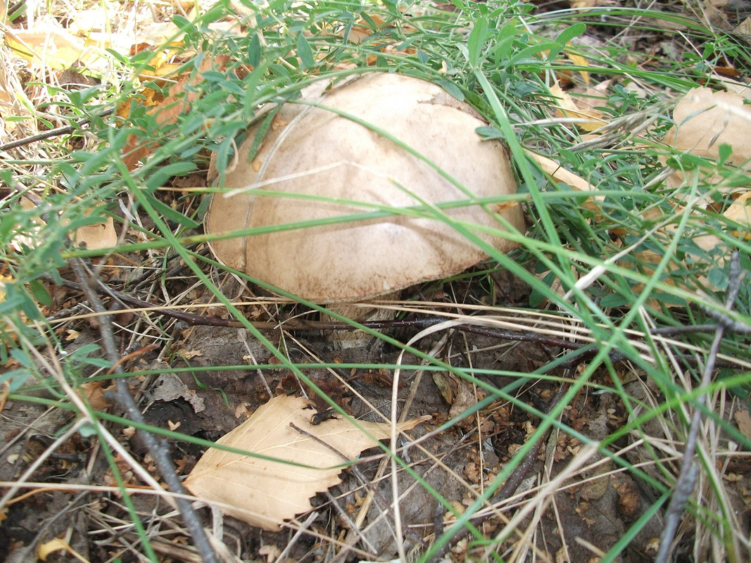 За грибами от Tanyaka555