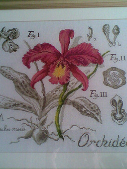 Орхидея - etude botanique