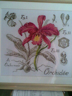 Орхидея - etude botanique