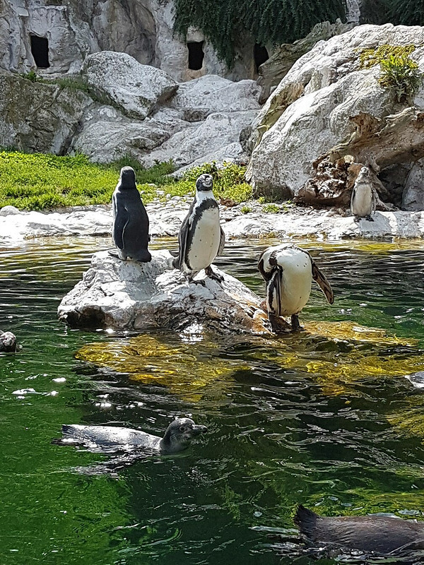 Пингвинов много не бывает от kyhta