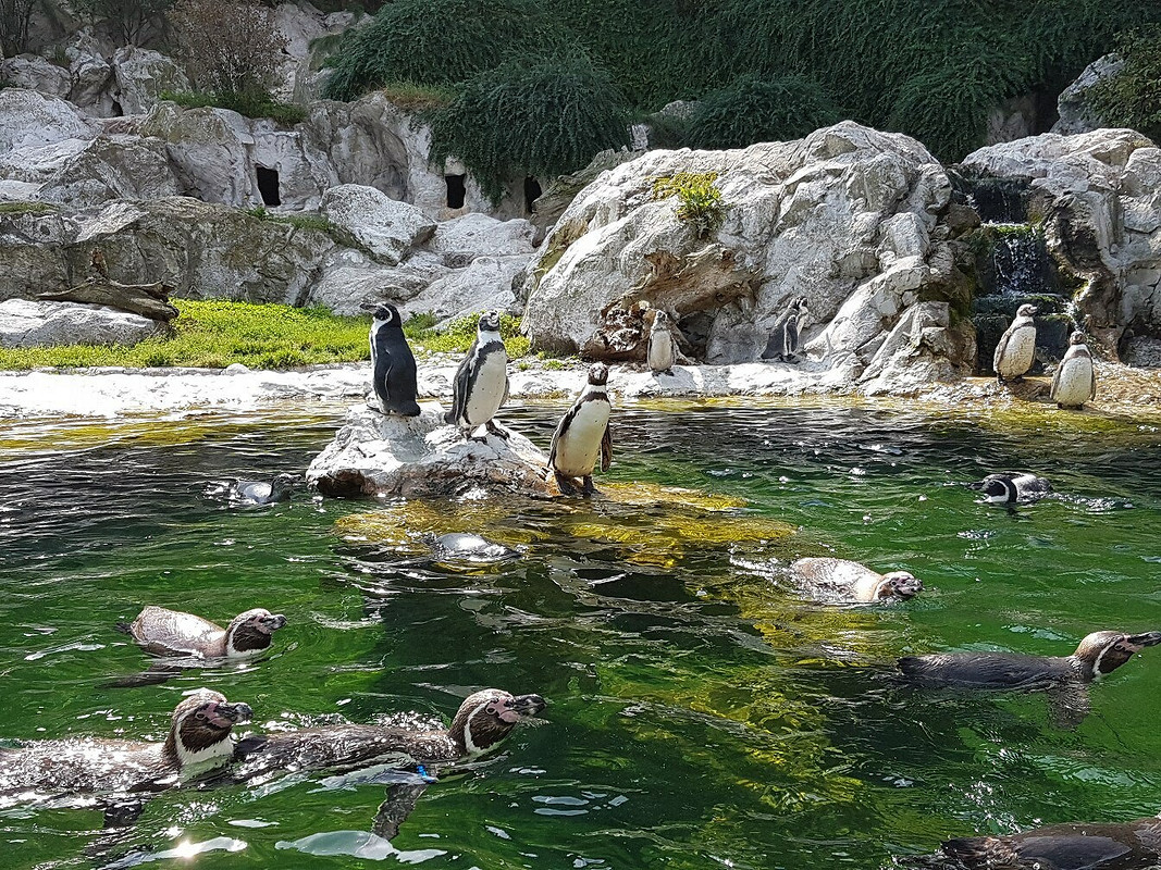 Пингвинов много не бывает от kyhta