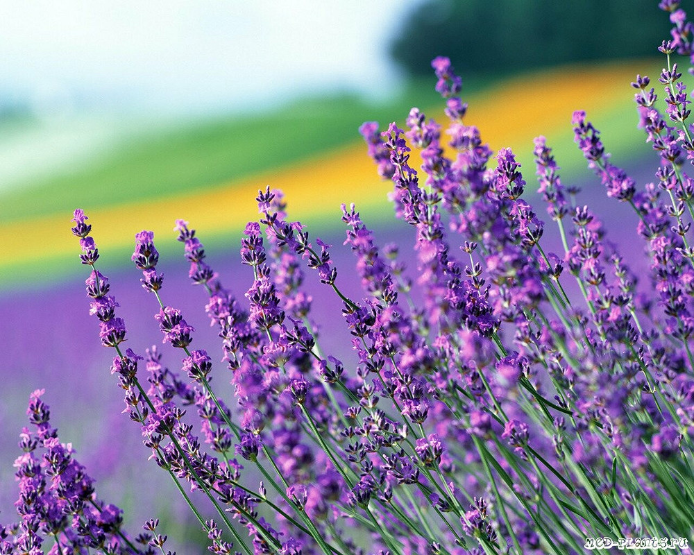 Lavender fields of Provence от ealvin