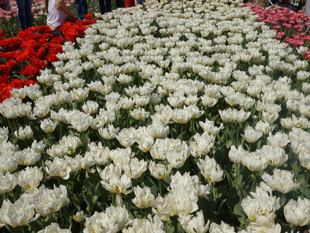 Ялта «Парад тюльпанов» от Milaivenkova