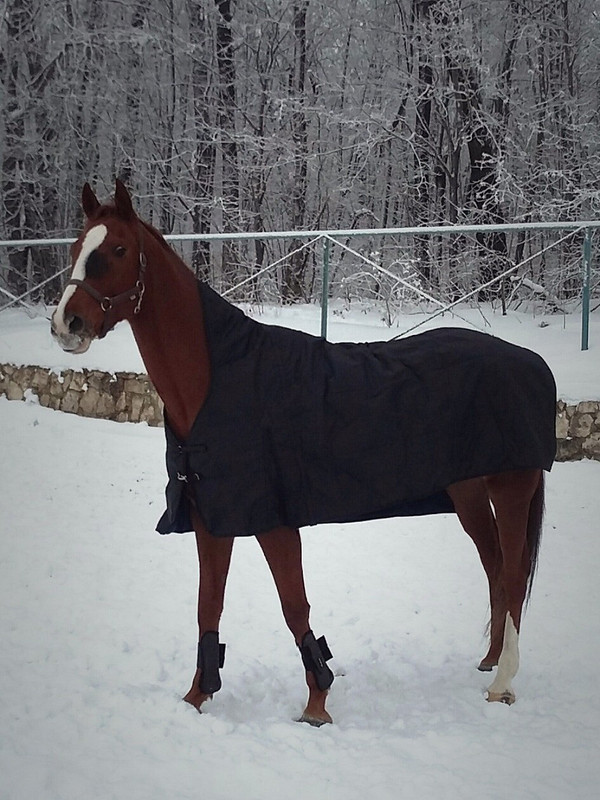 Конь в пальто или лошадкин гардероб) от SladkoAlenKa