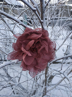 Зимние розы