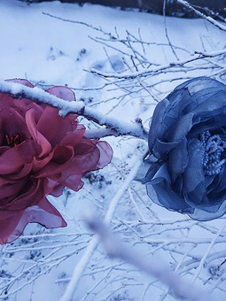 Зимние розы