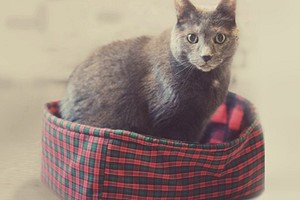 Как сшить кроватку-лежанку для кошки: простой мастер-класс