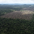 Исследование: крупнейшие модные бренды рискуют навредить лесам Амазонии