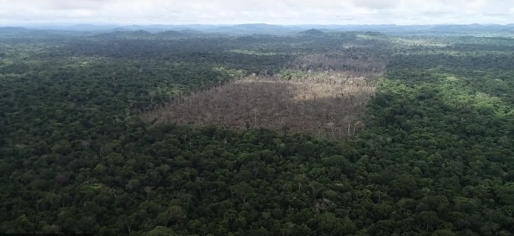 Исследование: крупнейшие модные бренды рискуют навредить лесам Амазонии