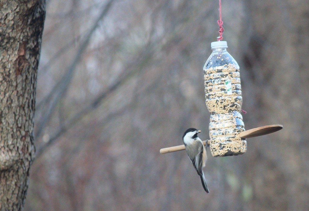 Кормушка для птиц из бутылки своими руками: 7 идей с пошаговыми инструкциями
