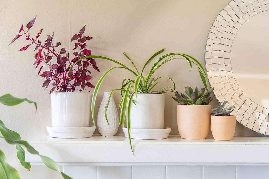 Как красиво расставить комнатные растения: 5 советов от профи