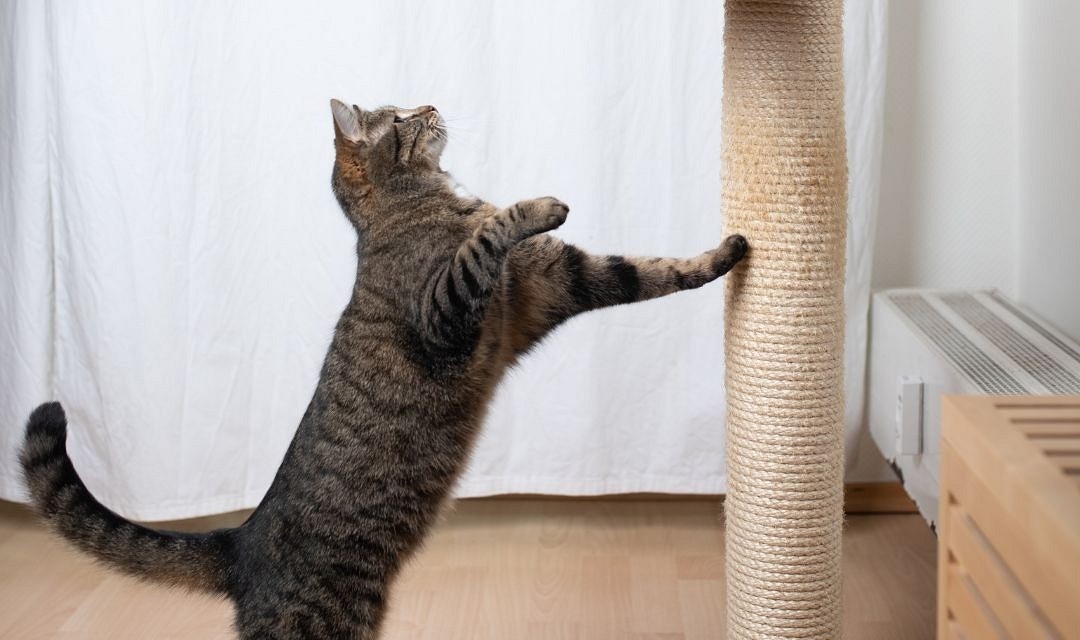 10 способов сделать когтеточку для кошки своими руками