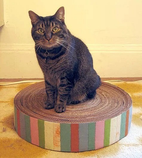 Как сделать когтеточку для кошки в домашних условиях: пошаговая инструкция