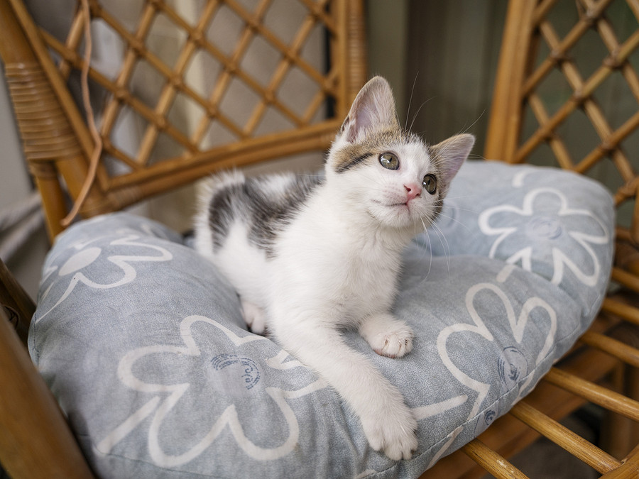 Как сшить кроватку-лежанку для кошки: простой мастер-класс