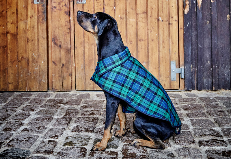 Пальто из собаки
